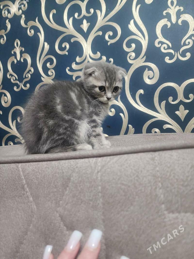 Шотландские котята девочки - Aşgabat - img 4