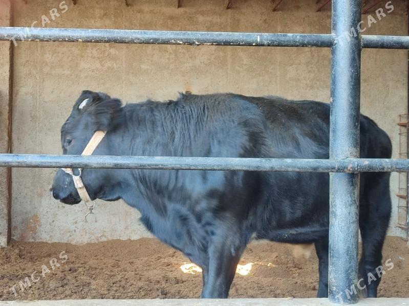 Окуз - Туркменабат - img 6