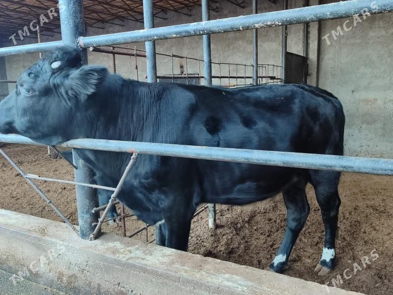 Окуз - Туркменабат - img 2