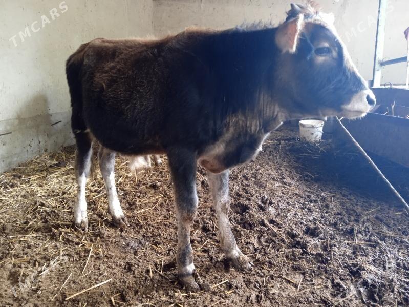 őkůz - Bäherden - img 3