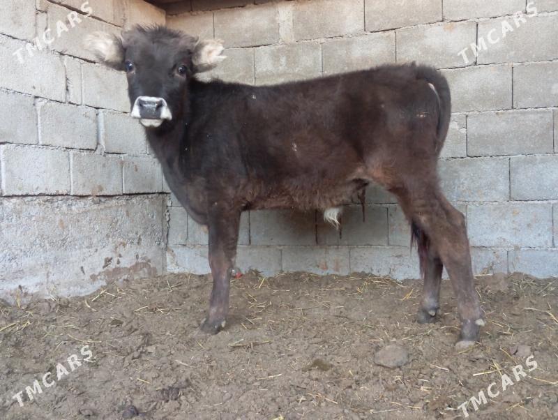 şibes öküž we tüwe - Büzmeýin - img 2