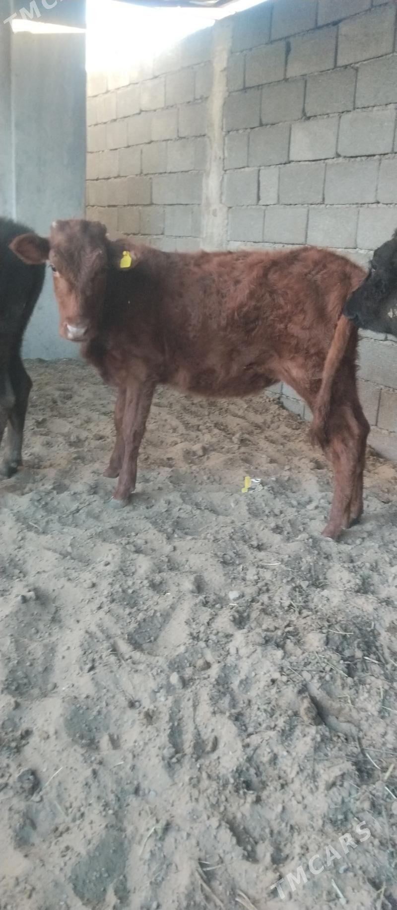 şibes öküž we tüwe - Büzmeýin - img 5