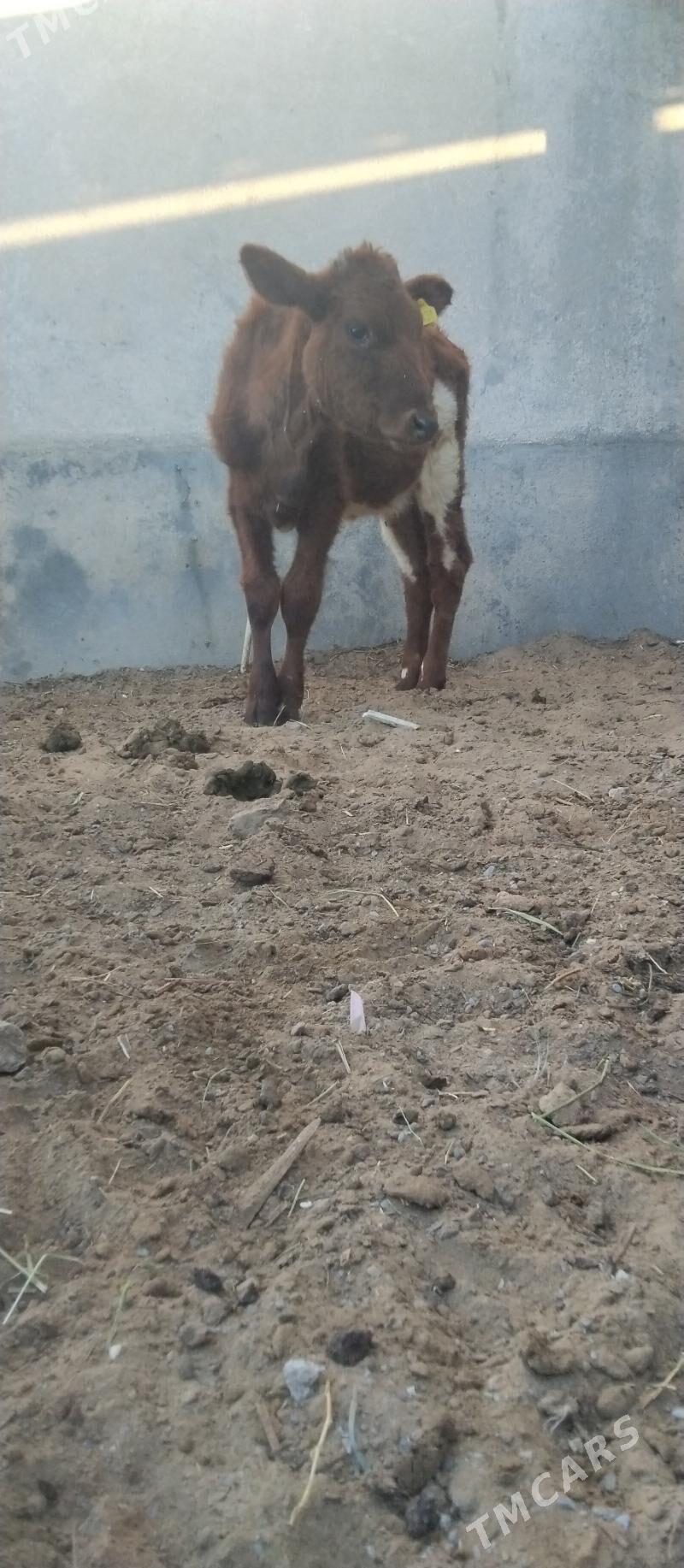 şibes öküž we tüwe - Büzmeýin - img 3