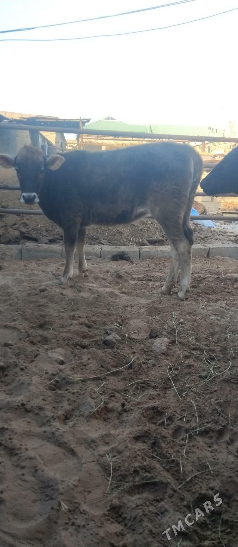 şibes öküž we tüwe - Büzmeýin - img 6