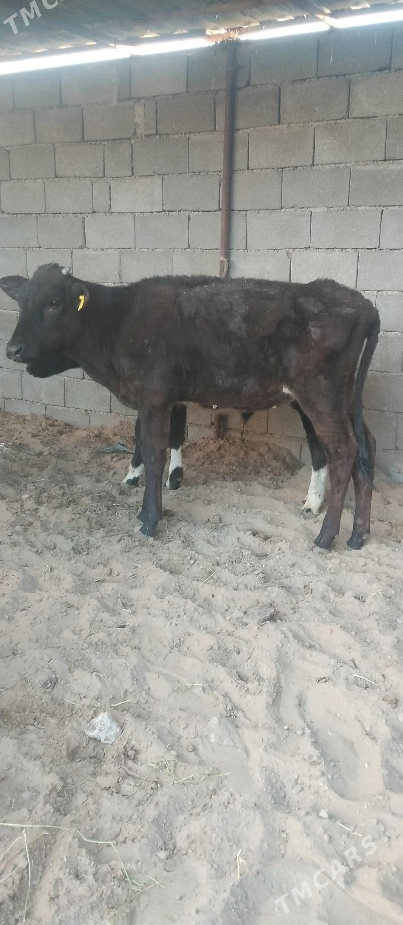 şibes öküž we tüwe - Büzmeýin - img 4