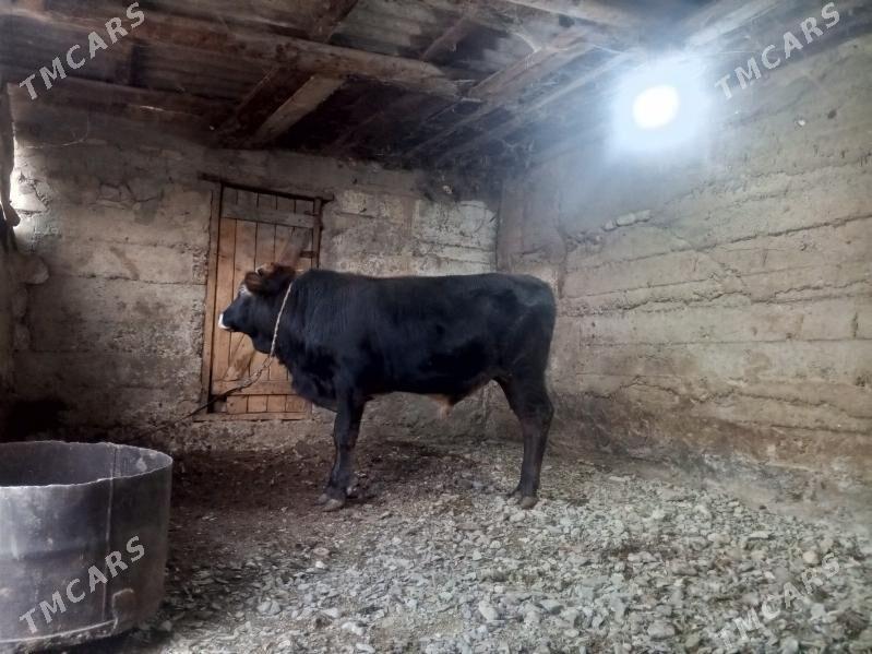 okuz - Гызыларбат - img 2