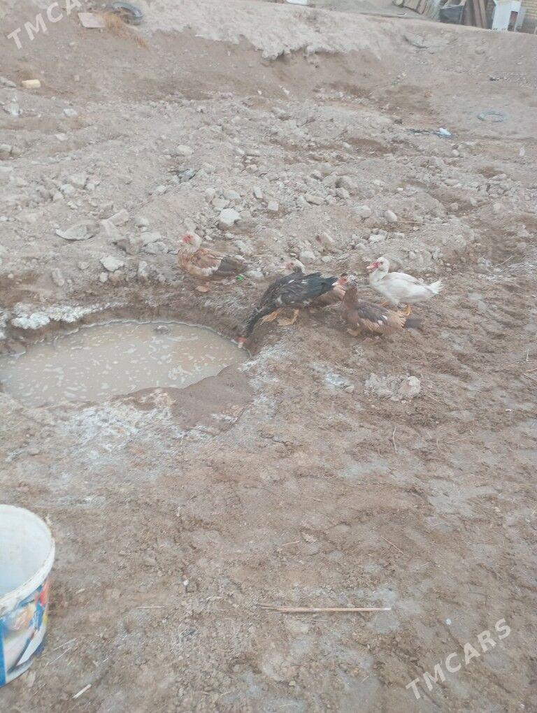 мускус ордеклер ( индаутка ) - Farap - img 3