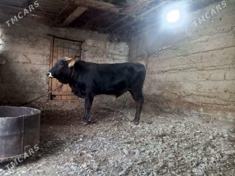 okuz - Гызыларбат - img 3