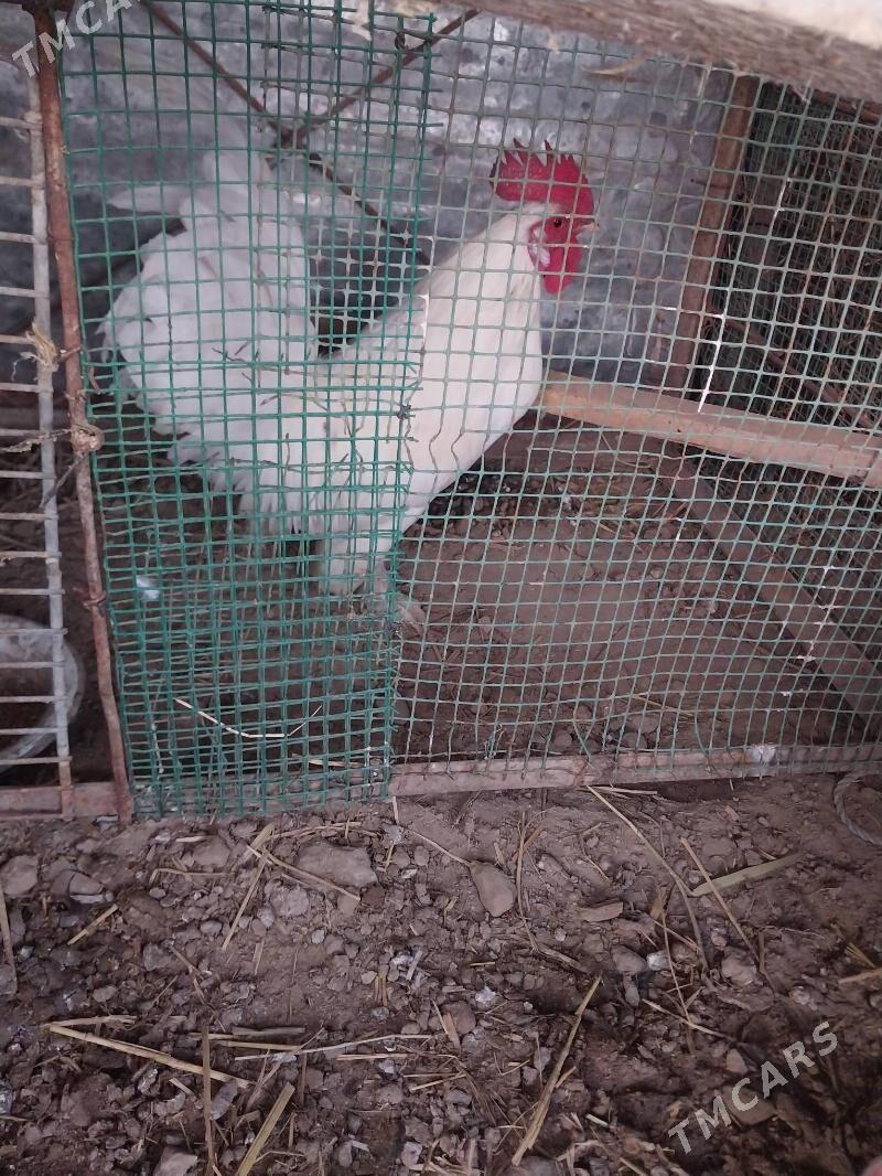 AK yaponcik - Dänew - img 7