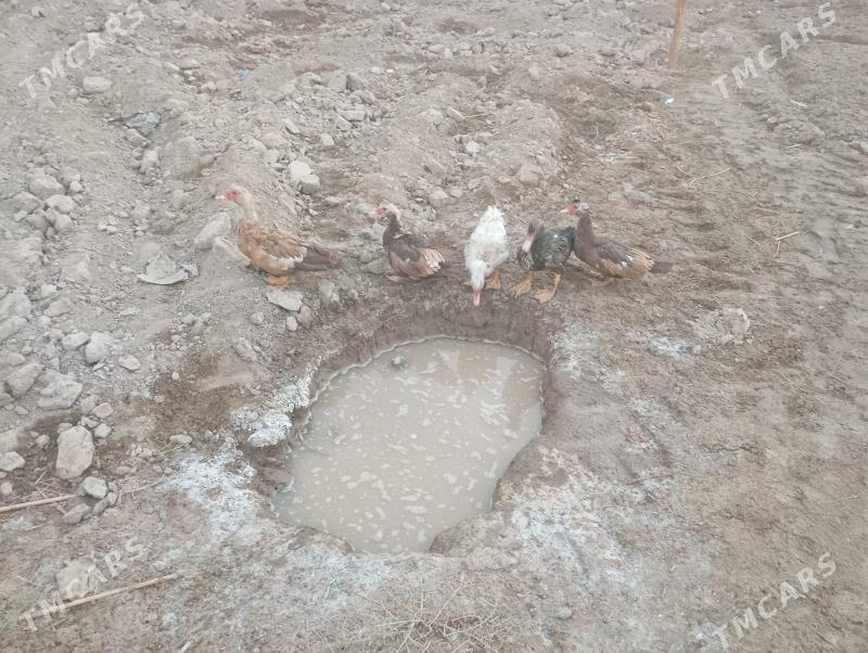 мускус ордеклер ( индаутка ) - Farap - img 2