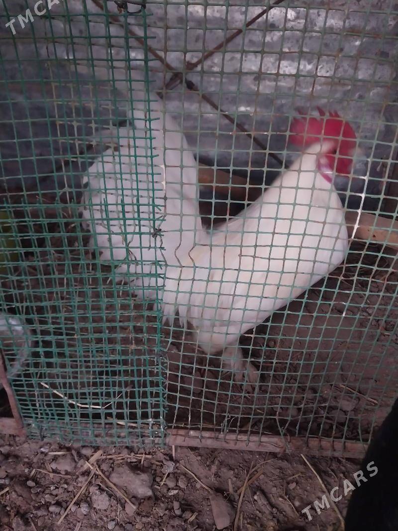 AK yaponcik - Dänew - img 5