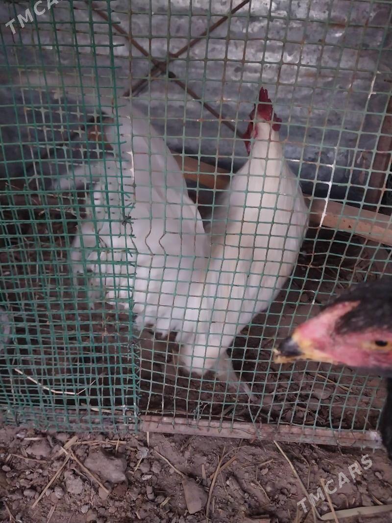 AK yaponcik - Dänew - img 6