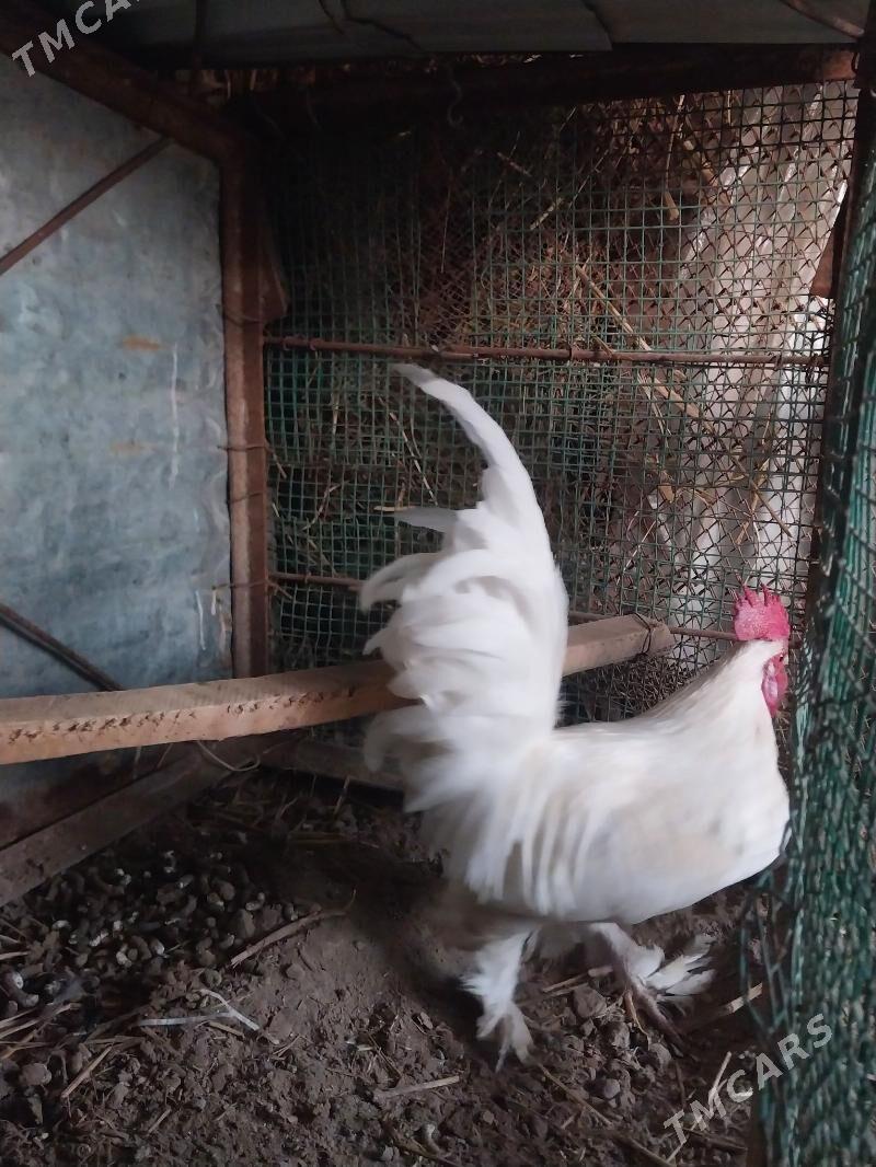 AK yaponcik - Dänew - img 2