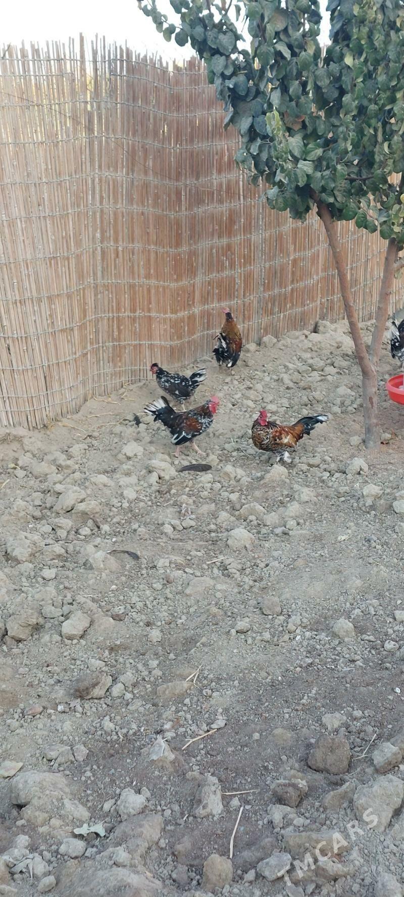 karlyk horoz - Aşgabat - img 2