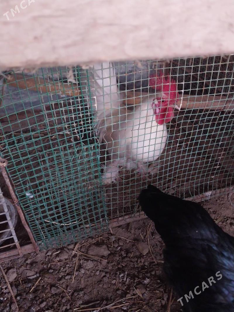 AK yaponcik - Dänew - img 4