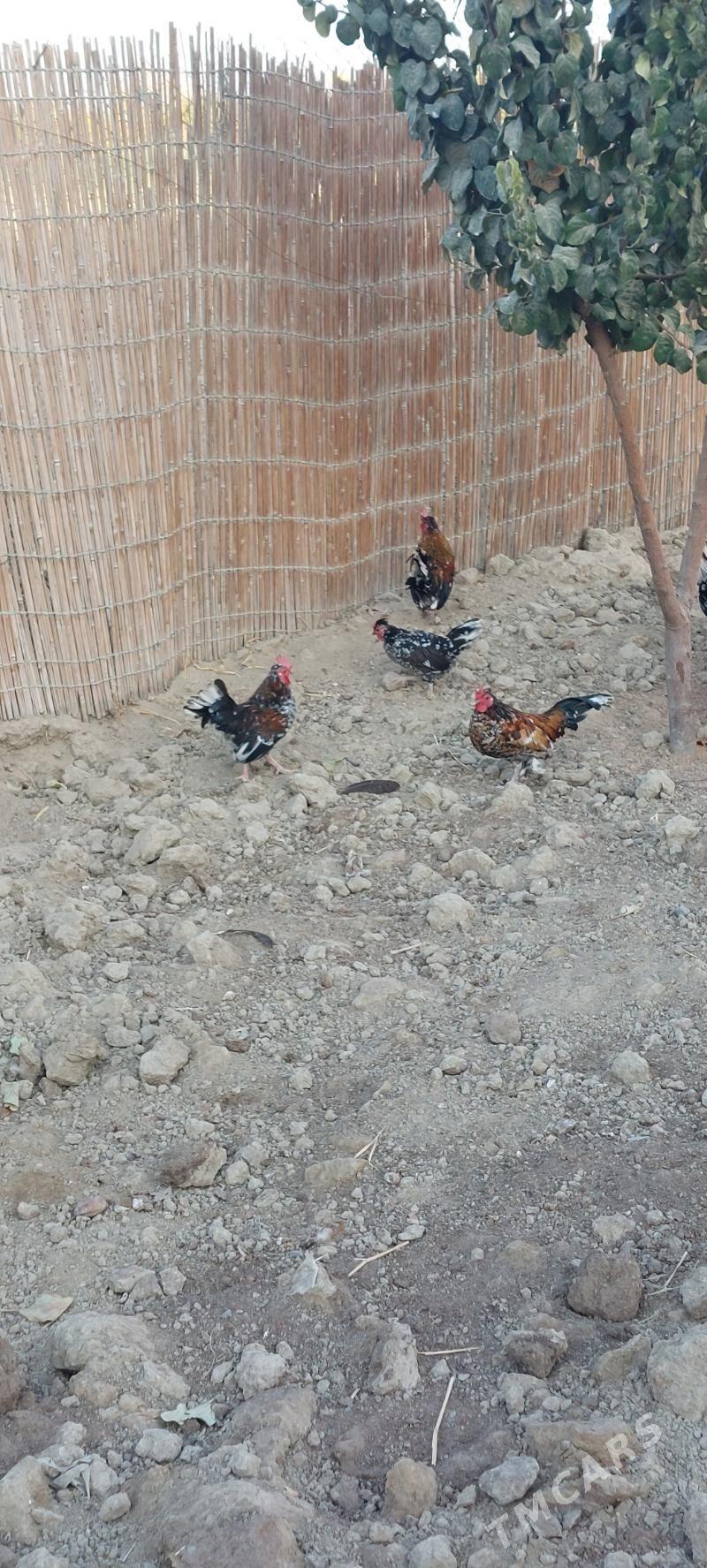 karlyk horoz - Aşgabat - img 3