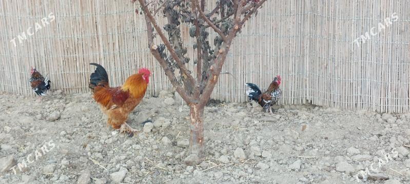 karlyk horoz - Aşgabat - img 5