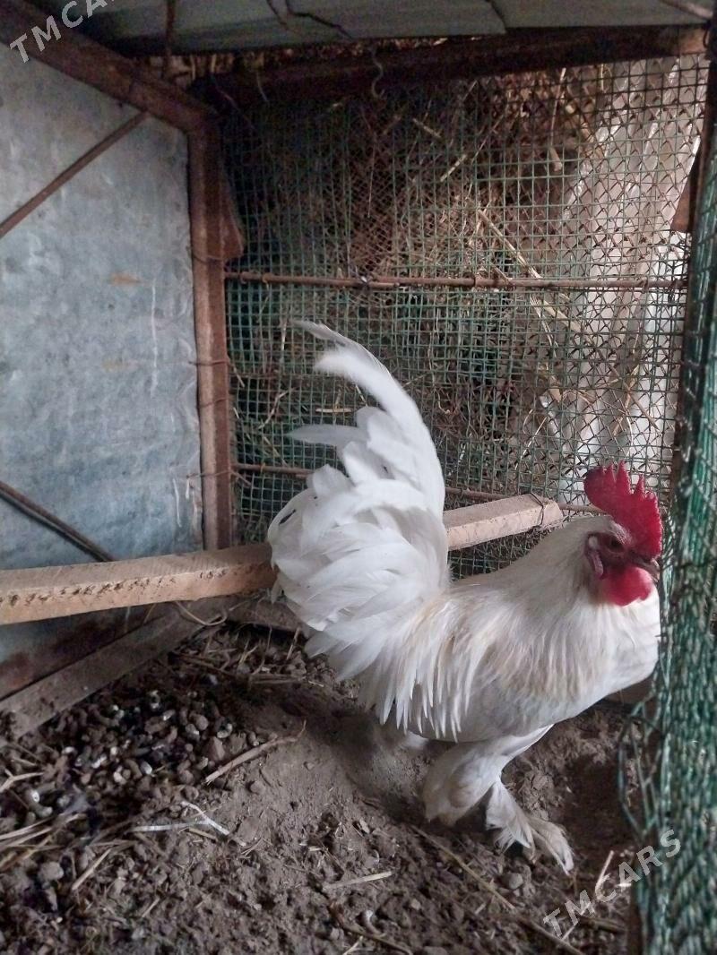 AK yaponcik - Dänew - img 1