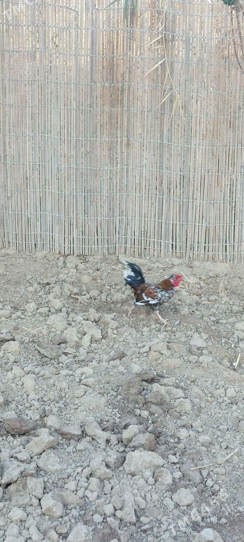 karlyk horoz - Aşgabat - img 1