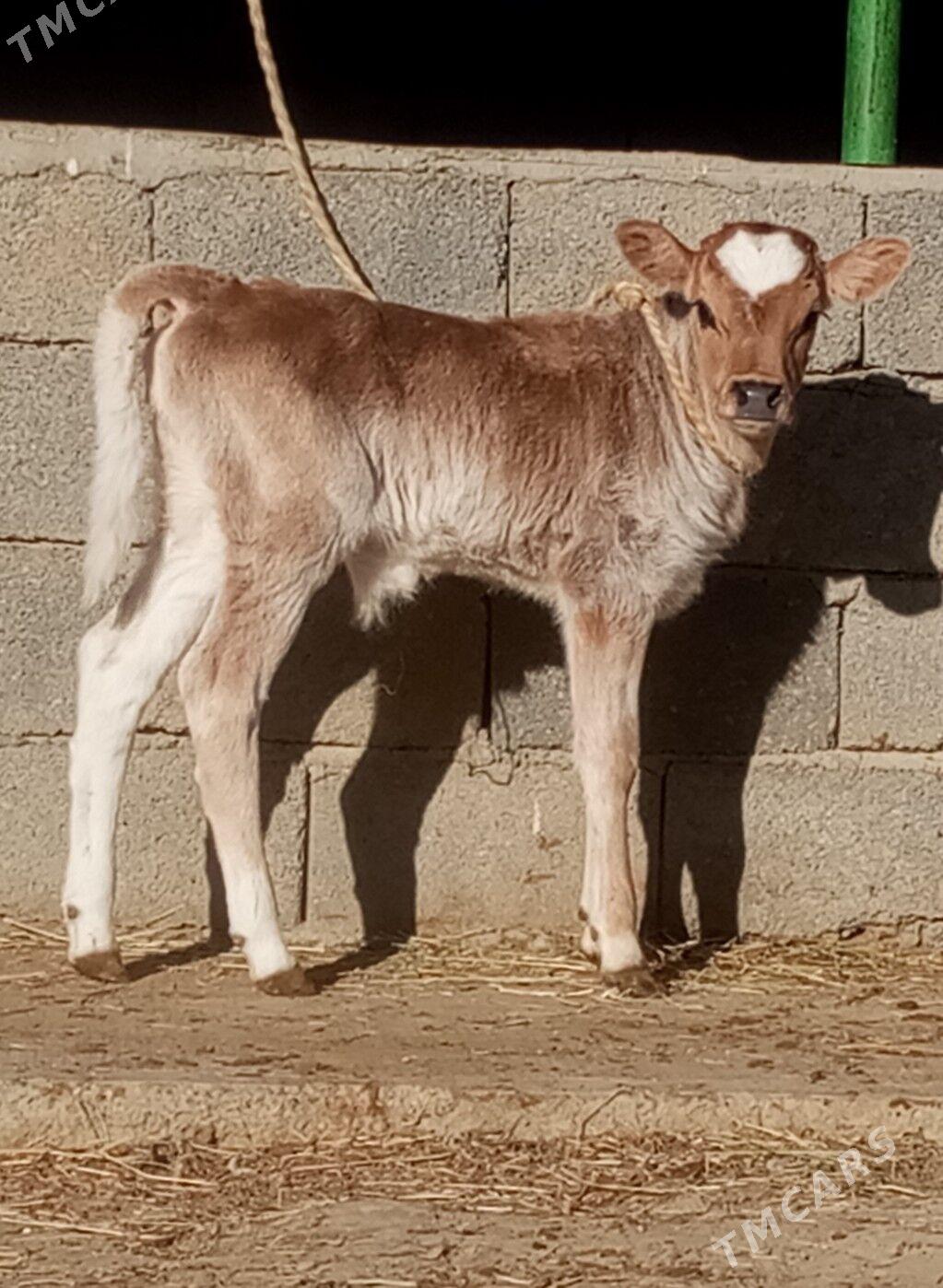 GÖLELİ SYGYR - Gökdepe - img 3