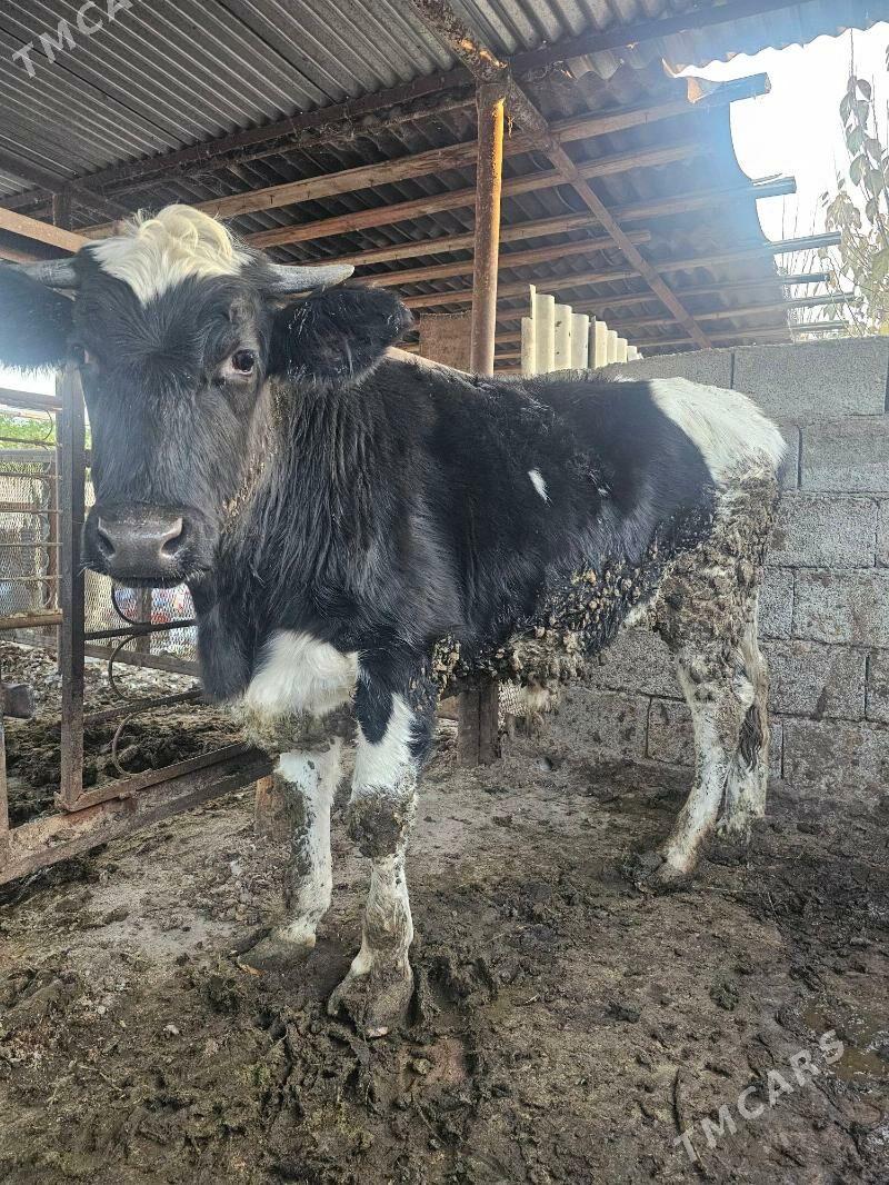 okuz galsdeyn - Гёкдже - img 2