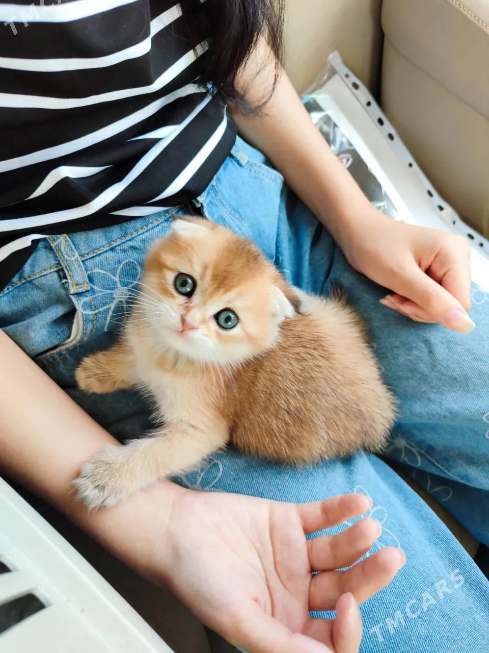 САМЫЙ ЭЛИТНЫЙ КОТ - Aşgabat - img 9