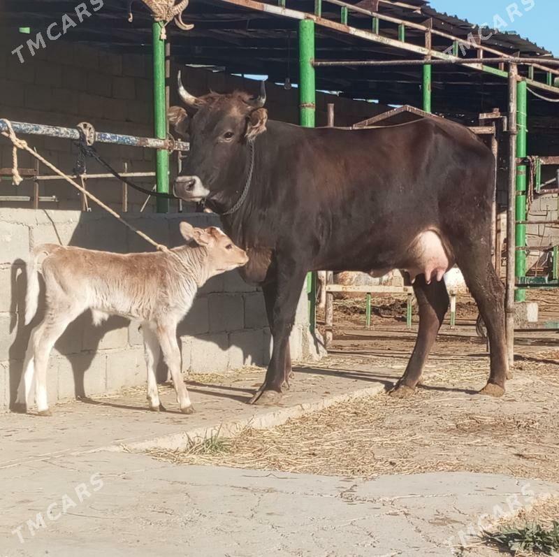 GÖLELİ SYGYR - Gökdepe - img 4