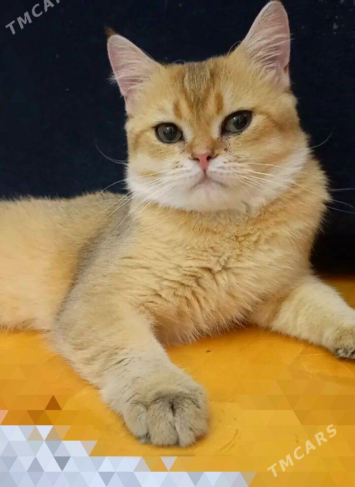 САМЫЙ ЭЛИТНЫЙ КОТ - Aşgabat - img 3