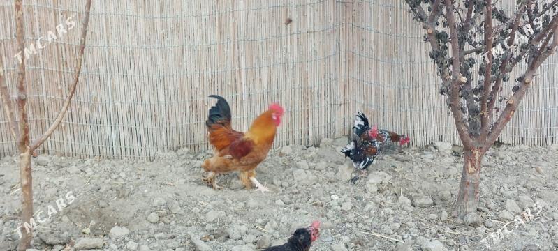 karlyk horoz - Aşgabat - img 4