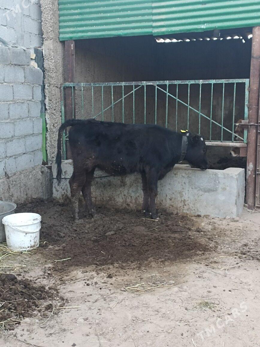 GIBRID TUWE - Ашхабад - img 3