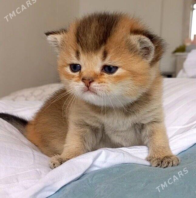 САМЫЙ ЭЛИТНЫЙ КОТ - Aşgabat - img 5