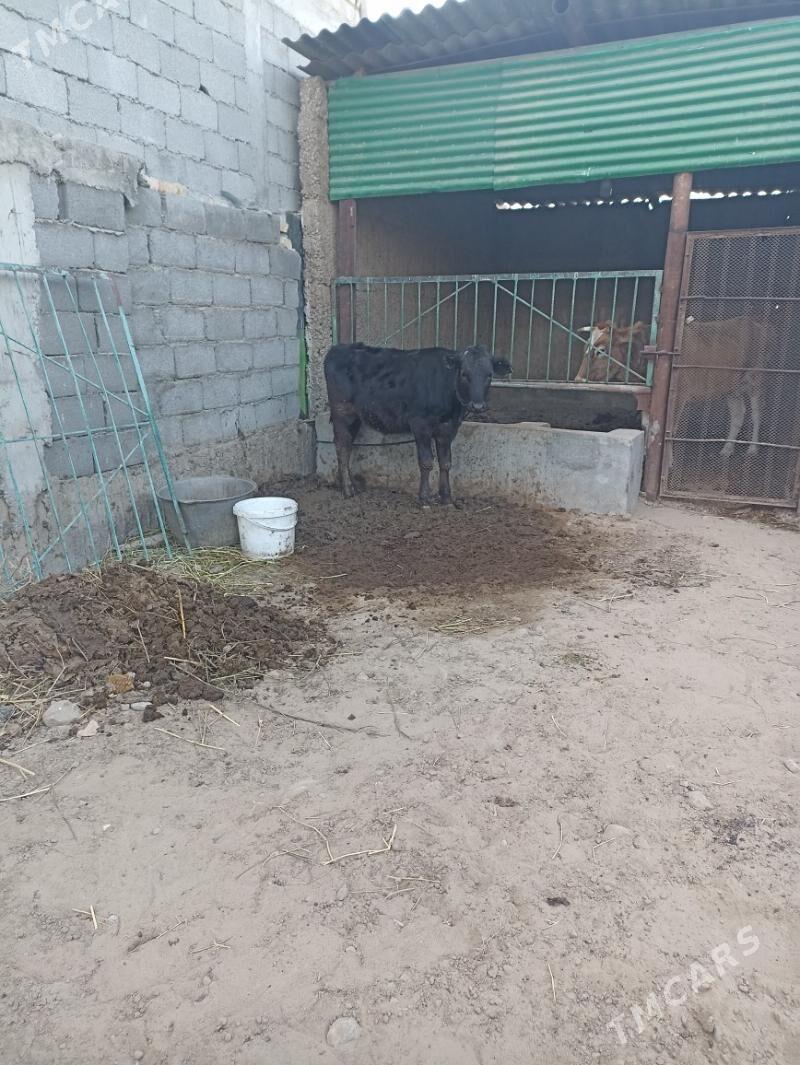 GIBRID TUWE - Ашхабад - img 2