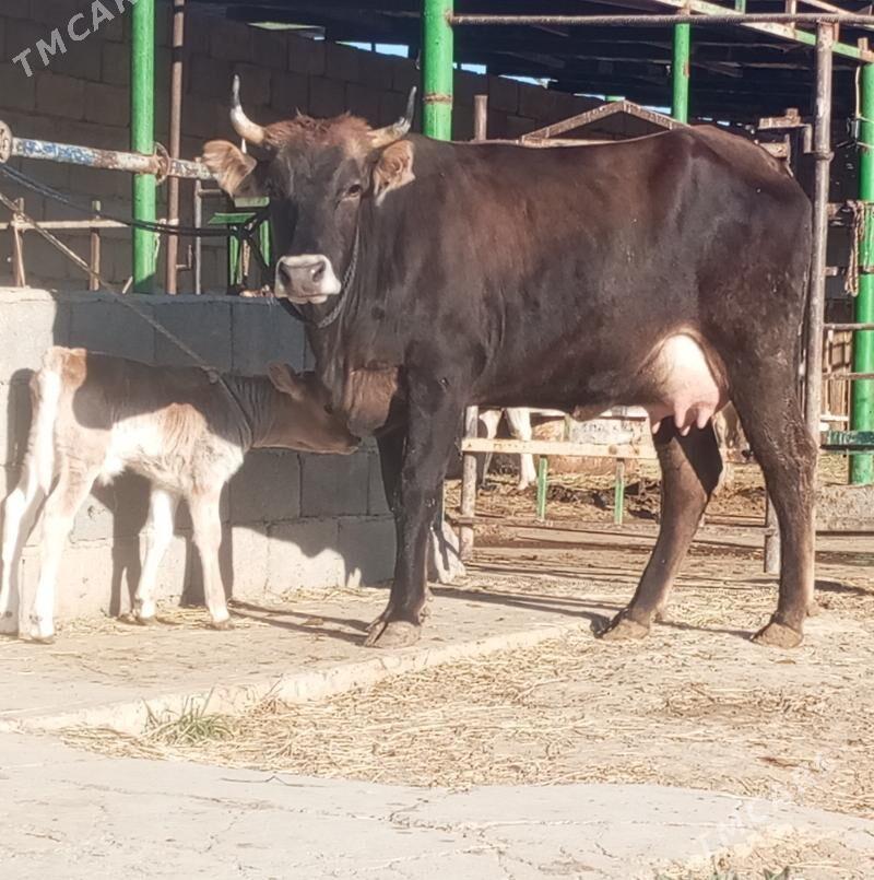 GÖLELİ SYGYR - Gökdepe - img 1