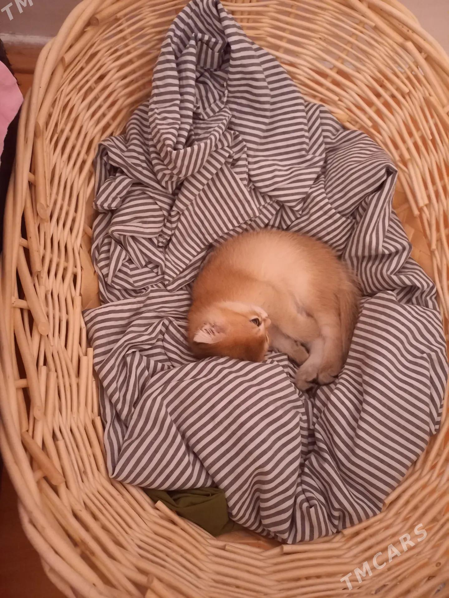 САМЫЙ ЭЛИТНЫЙ КОТ - Aşgabat - img 6