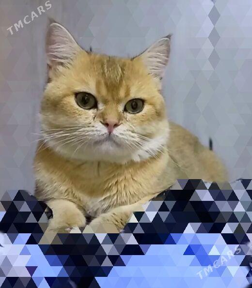 САМЫЙ ЭЛИТНЫЙ КОТ - Aşgabat - img 4