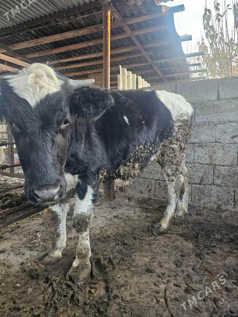 okuz galsdeyn - Гёкдже - img 4