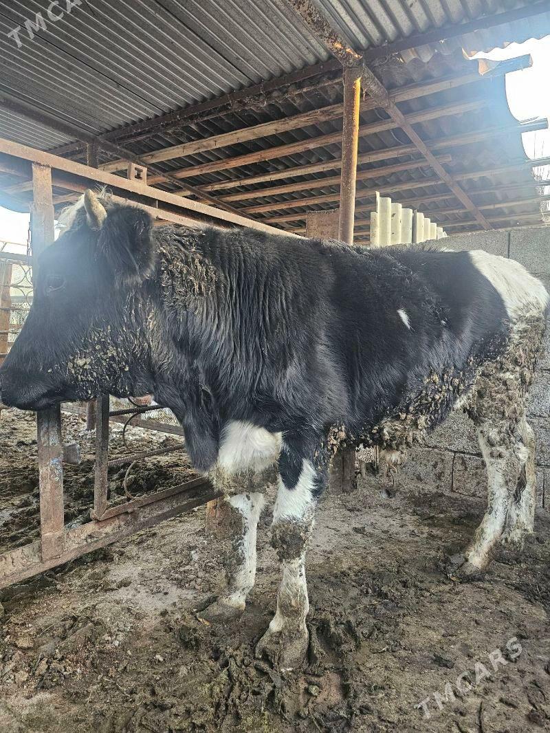 okuz galsdeyn - Гёкдже - img 3