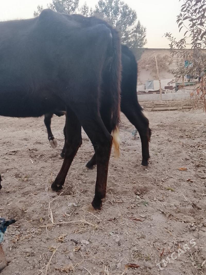 unajynlar - Туркменабат - img 3