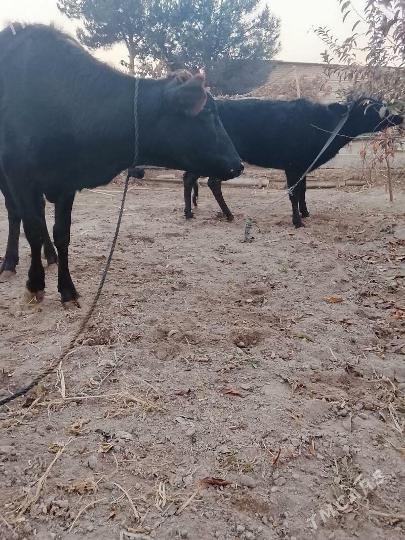 unajynlar - Туркменабат - img 1