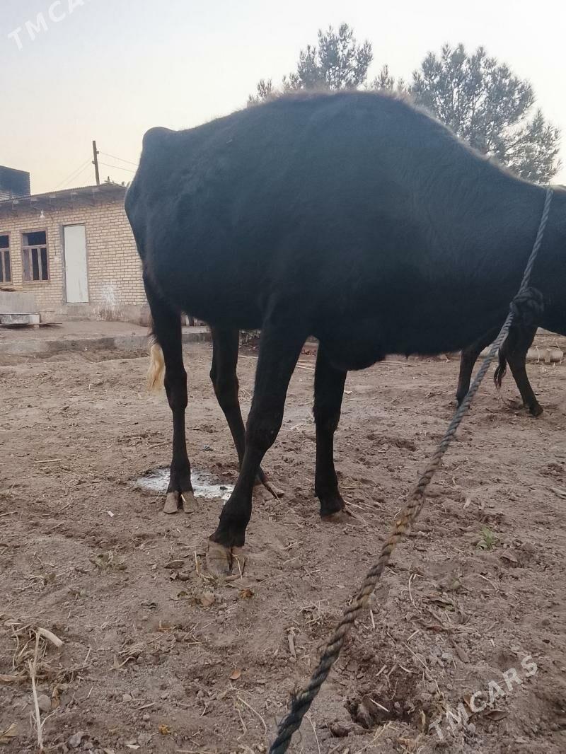 unajynlar - Туркменабат - img 2