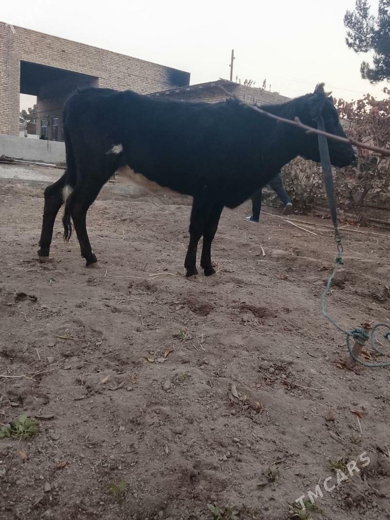 unajynlar - Туркменабат - img 7