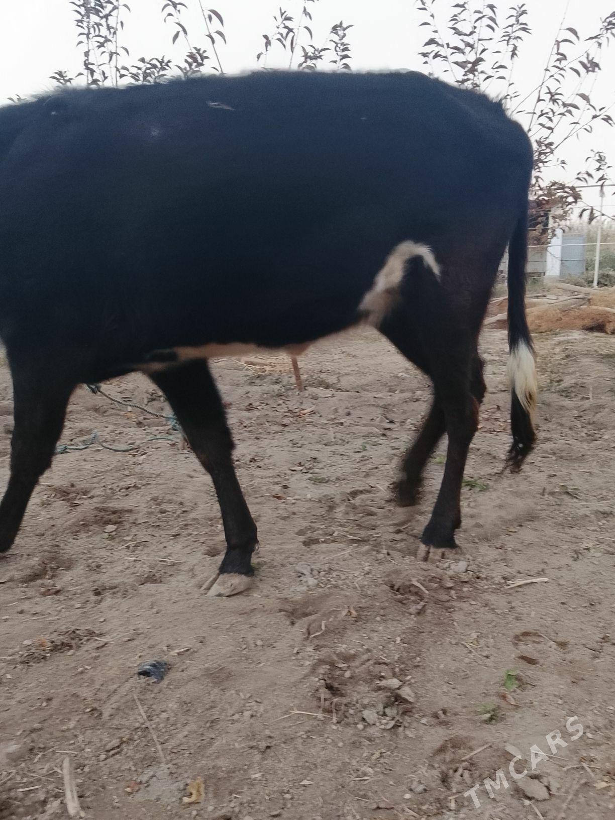 unajynlar - Туркменабат - img 5