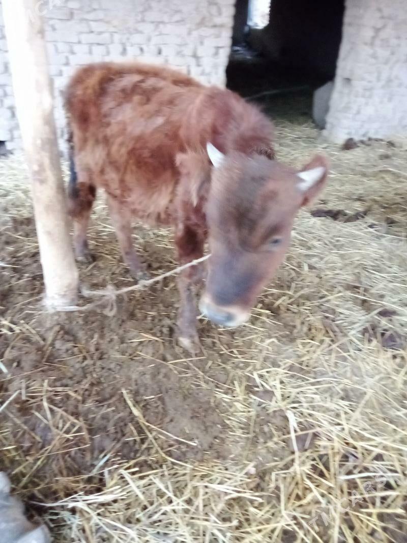 ökuzçe - Дянев - img 2