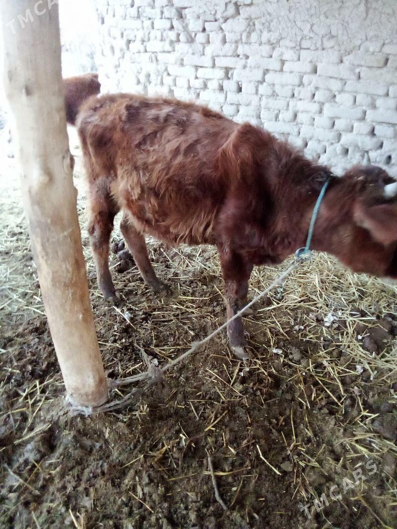 ökuzçe - Дянев - img 3