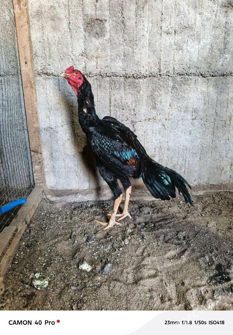 taskent - Ашхабад - img 2