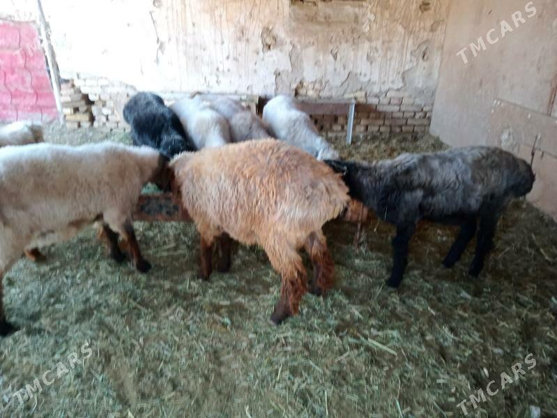 Bicik - Türkmengala - img 1