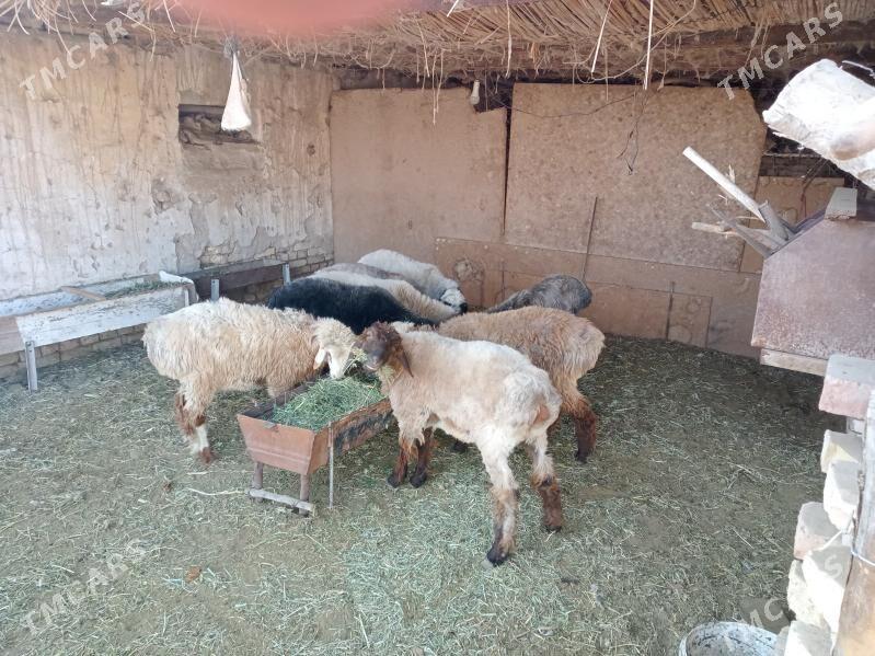 Bicik - Türkmengala - img 2