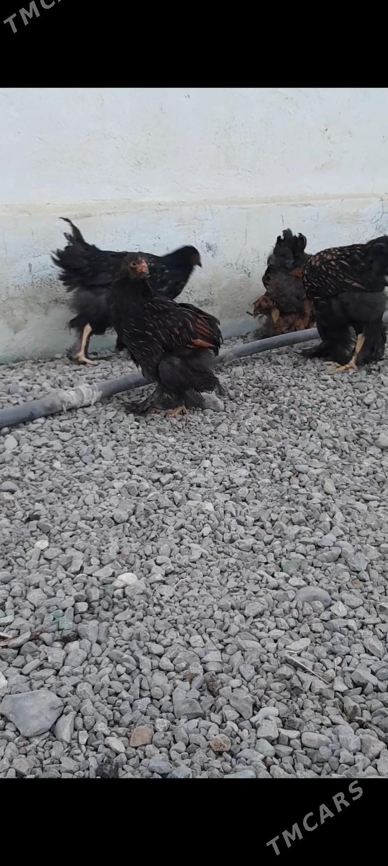 Laset juyje - Büzmeýin - img 7