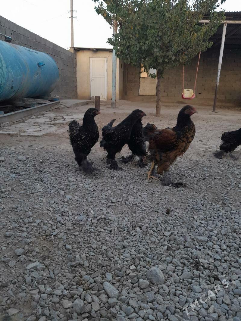 Laset juyje - Büzmeýin - img 4