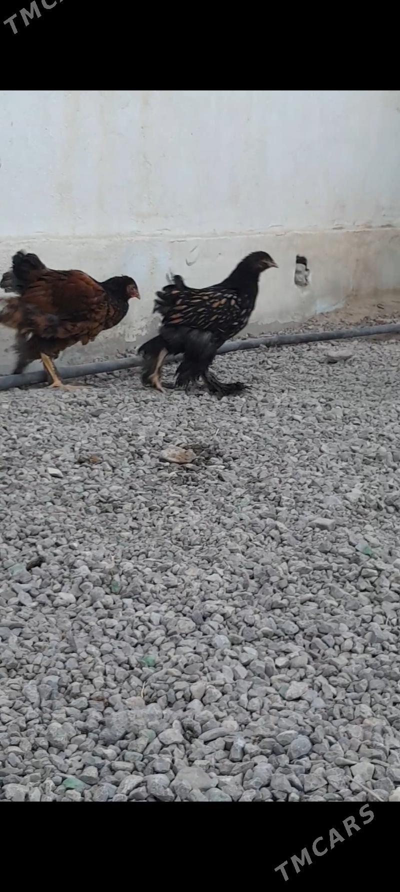 Laset juyje - Büzmeýin - img 5